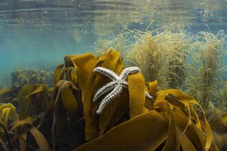 A spiny starfish draped over a pile of kelp with the sea surface visible just above