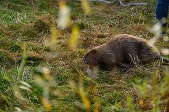A beaver investigating a patch of grass after being released into a new area