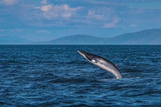 A minke whale breaching, with only its tail still in the water