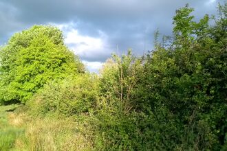 Dense hedgerow and scrub vegetation beside a grassy meadow, with a large leafy tree on the left and smaller shrubs filling the foreground.