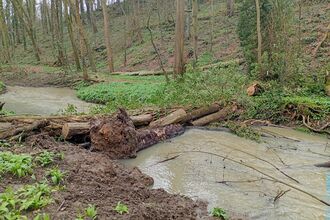 A small natural flood management dam - logs over channel running through a woodland