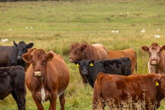 A group of cattle on a field. In the background sheep can be seen dotted around the field