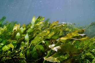 Chalk stream vegetation