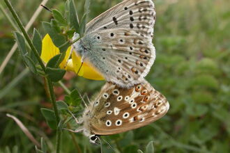 Two chalkhill blue butterflies mating on a flower