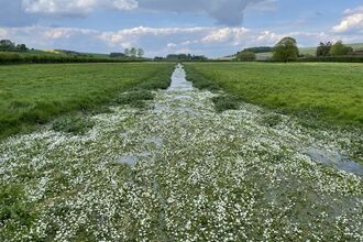Chitterne Brook, with white water-crowfoot flowers covering the water and green fields stretching into the distance