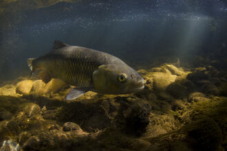 A chub fish swims just above a rocky riverbed in clear water. Sunlight filters through the water from above, illuminating the fish's silver-grey body and casting light across stones and sediment on the bottom.