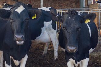 Two black and white Holstein Friesian cows looking towards the camera