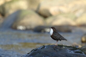 Dipper perched on a riverside rock beside flowing water
