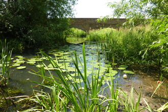 A narrow stream bordered by tall green reeds and grasses, with lily pads covering parts of the water’s surface. A small bridge spans the stream in the background, framed by dense vegetation on both banks in bright daylight.