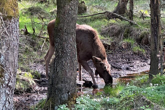 An elk drinking from a puddle in a woodland