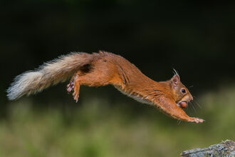 A red squirrel leaps, running across a branch, a hazelnut in its mouth