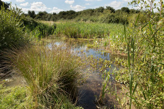 Small wildlife pond surrounded by dense reeds, grasses, and wetland vegetation. Calm water reflects the sky and is dotted with patches of aquatic plants, while scrub and bushes form a green backdrop beyond the pond.