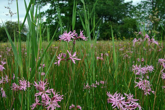 A meadow of grass and ragged robin with a solitary buttercup showing. Trees are in the background