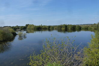 Large, still lake bordered by dense green vegetation and trees, viewed from the shoreline through foreground shrubs. The calm water reflects the blue sky, and a wooded horizon stretches across the background