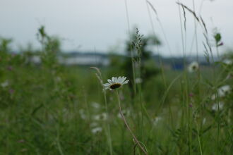 Close up of daisies and various grasses in a wildflower meadow, swaying in the breeze