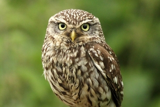 Little owl 