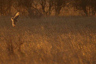 Short Eared Owl backlit hunting