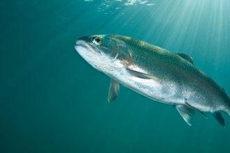 Rainbow Trout, Lancashire, UK