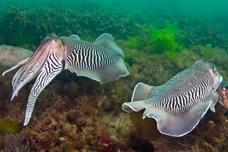Two Pairs Of Cuttlefish. Devon, UK