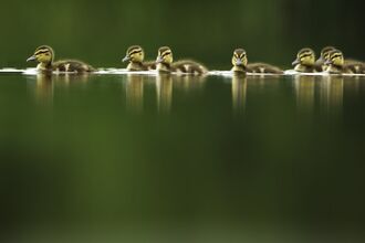 A line of ducklings on a tranquil lake at dawn