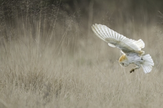 Barn Owl (Tyto alba) swooping onto mouse UK