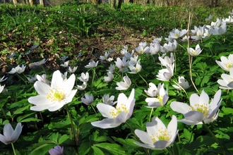 An image of flowers on the floor in Northumberland