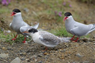 Two adult Arctic terns watching over a juvenile Arctic tern