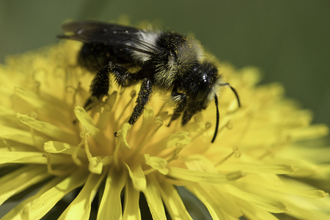 Ashy mining bee