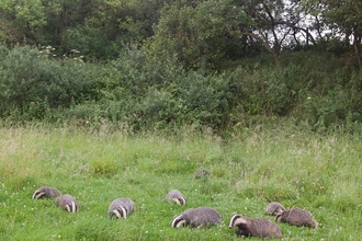 badgers