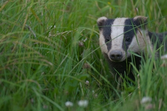 badger