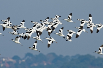 Flock of avocets flying on Brownsea Island