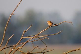 Bearded tit