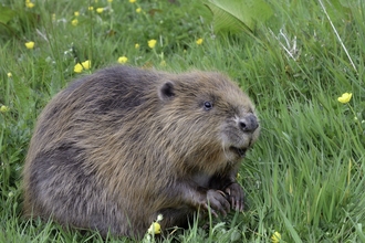 Beaver sat up among buttercups