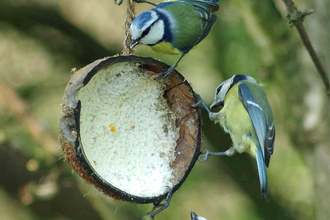Blue Tits Feeding