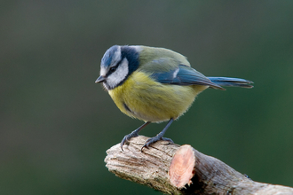 blue tit