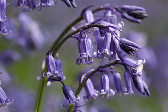 Bluebells