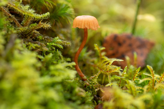 A pale orange mushroom, with a short cap draped across a slender, curving stalk, pokes up from a carpet of lush green mosses in a UK rainforest