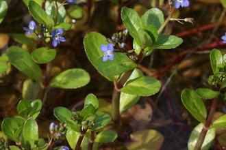 Brooklime growing in wildflower meadow