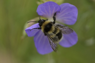 Garden bumblebee