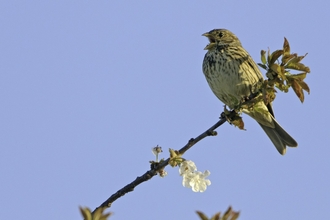 Corn bunting