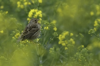 Corn bunting (Milaria calandra) singing in oilseed rape crop at an arable farm in Hertfordshire. April 2011. - Chris Gomersall/2020VISION