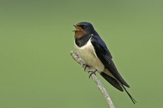 swallow