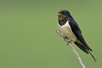Barn swallow (Hirundo rustica) adult singing from perch on a fallen tree at an arable farm in Hertfordshire. May 2011. - Chris Gomersall/2020VISION