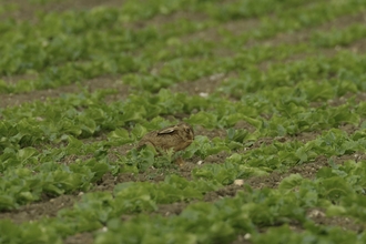 hare in field, farming