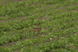 hare in field, farming