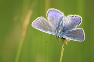 A common blue butterfly perched on a grass head, with its blue wings spread open