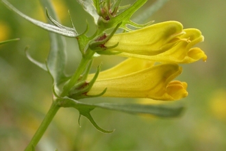 Common cow-wheat
