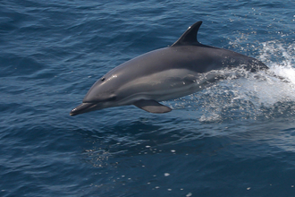 dolphin wildlife trusts