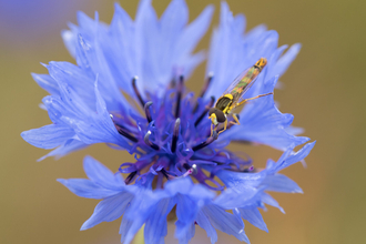 Long hoverfly (Sphaerophoria scripta) on cornflower at Bonhurst Farm, Surrey Wildlife Trust