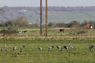 Juvenile Common / Eurasian cranes (Grus grus) recently released by the Great Crane Project onto the Somerset Levels and Moors foraging in pastureland with seven roe deer (Capreolus capreolus), cattle, a farmworker and his tractor in the background.